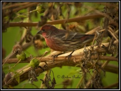 House Finch