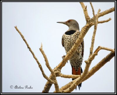 Gilded/Northern Flicker Cross