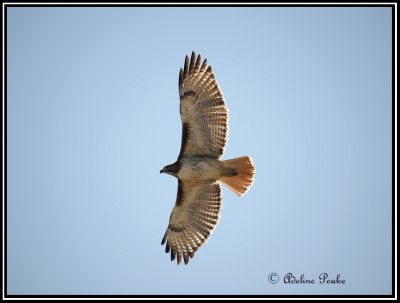Red-tailed Hawk hunting