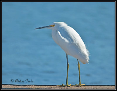 Snowy Egret