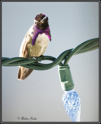 Costa's Humingbird
