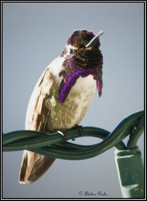 Costa's Humingbird