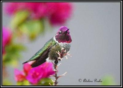 Anna's Humingbird