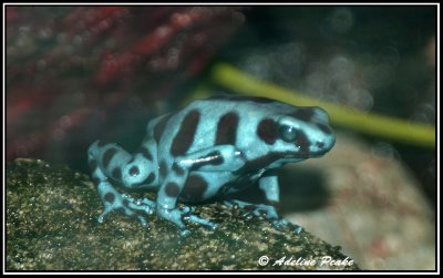 Frogs and toads