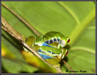 Mating Gaudy Leaf Frogs-CR