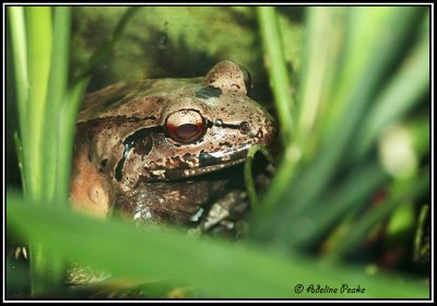 Broad-headed Rain Frog-CR