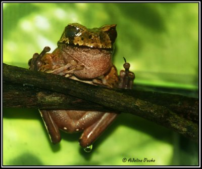 Green Climbing Toad-CR