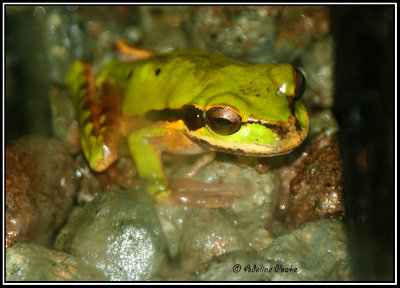 Bare-hearted Glass Frog-CR