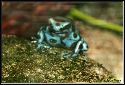 Blue and Green Dart Frog-Cr