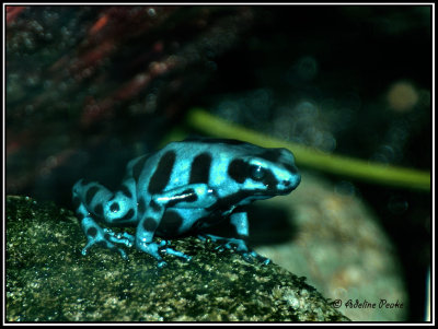 Blue and Green Dart Frog-CR