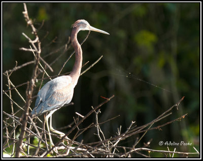 Tricolored Heron