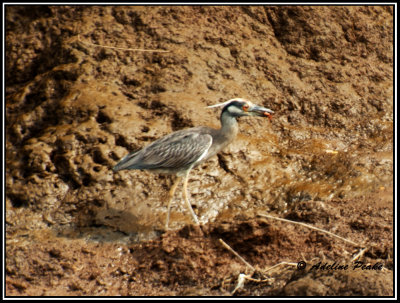 Yellow-crowned Night Heron