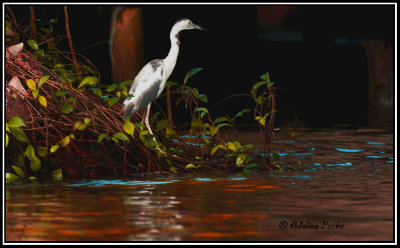 Great White and Blue Heron Morph