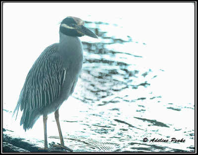 Yellow-crowned Night Heron