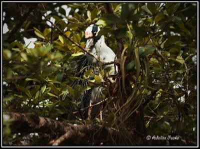 Boat-billed Heron