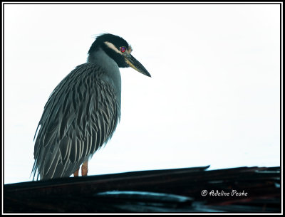 Yellow-crowned Night Heron