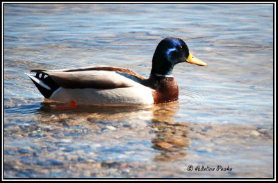 Mallard