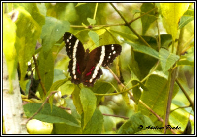 Banded Peacock