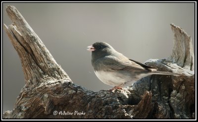 Dark-eyed Junco