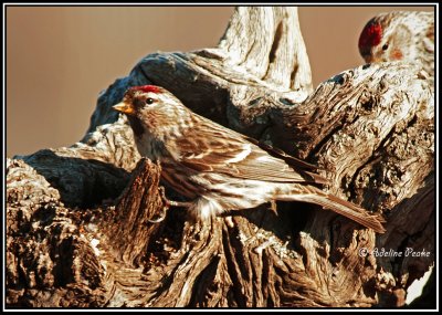 Common Redpoll