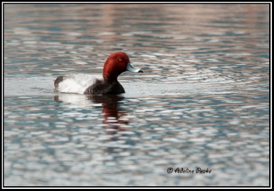 Redhead