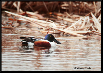 Northern Shoveler