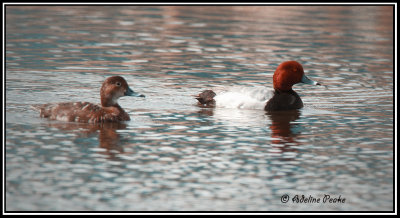 Redheads