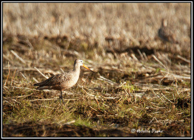 Marbled Godwit