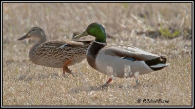 Mallards