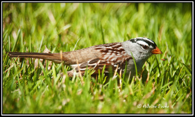 White Crowned