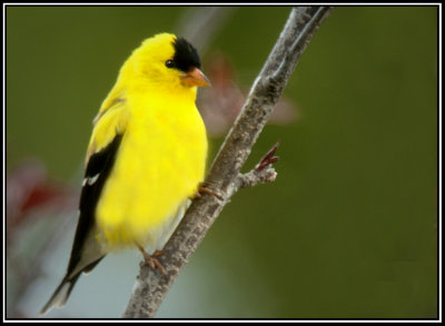 American Goldfinch