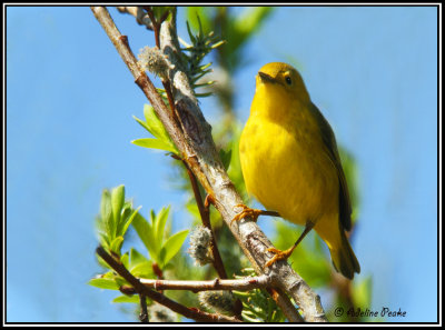 Yellow Warbler