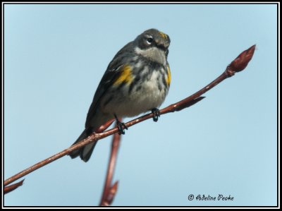 Yellow-Rumped:Myrtle