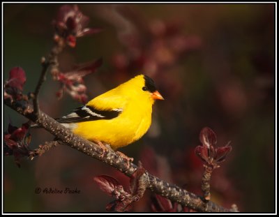 American Goldfinch