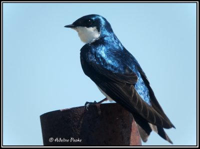 swallows