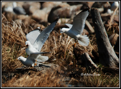 Ring-billed Gulls