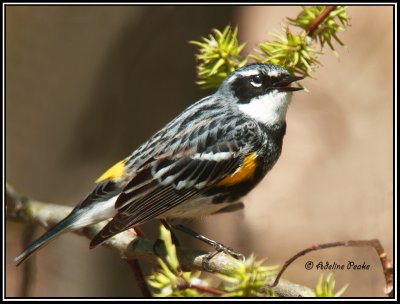Yellow-Rumped:Myrtle