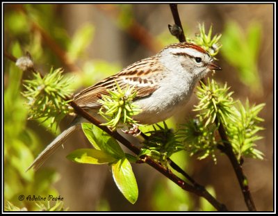 Chipping Sparrow