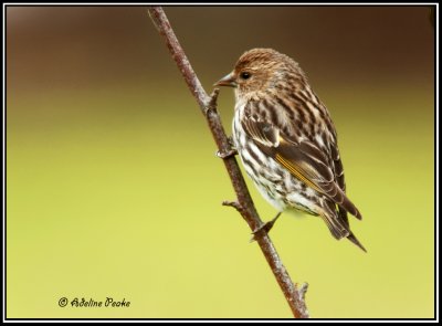 Pine Siskin