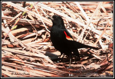 Red Winged Blackbird