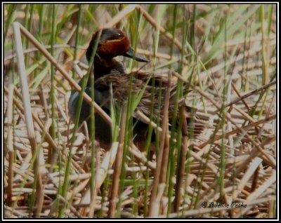 Green-winged Teal