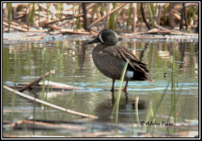 Blue-winged teal