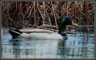 Male Mallard