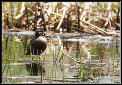 Blue-winged teal