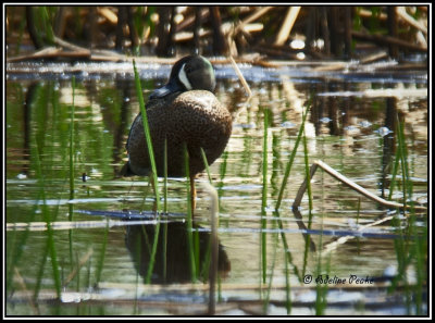Blue-winged teal