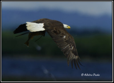 Bald Eagle