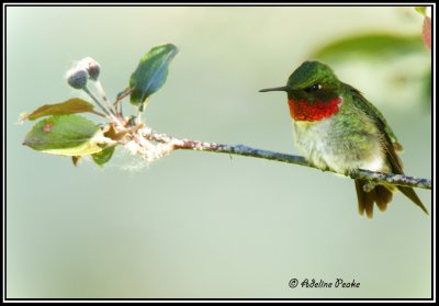 Male Ruby-throated Hummingbird