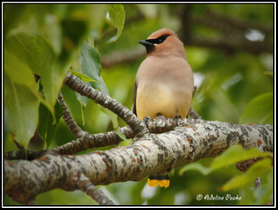 waxwings