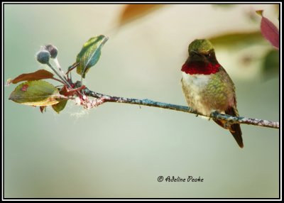 Male Ruby-throated Hummingbird