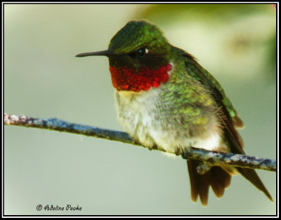 Male Ruby-throated Hummingbird